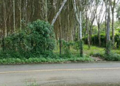 ขายที่ดินสวนยางตรัง อำเภอย่านตาขาว พร้อมกรีด  ติดถนน-น้ำไม่ท่วม ลดราคาพิเศษ ไร่ละ 850,000