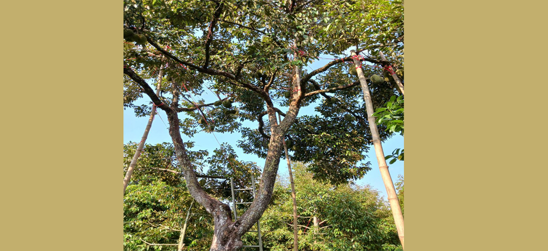 ขายสวนผลไม้จันทบุรี ถูกสุดในย่านนี้ ขายถูกไร่ละ2ล้าน ทุเรียน200กว่าต้น 5ไร่ มีโฉนดพร้อมโอน