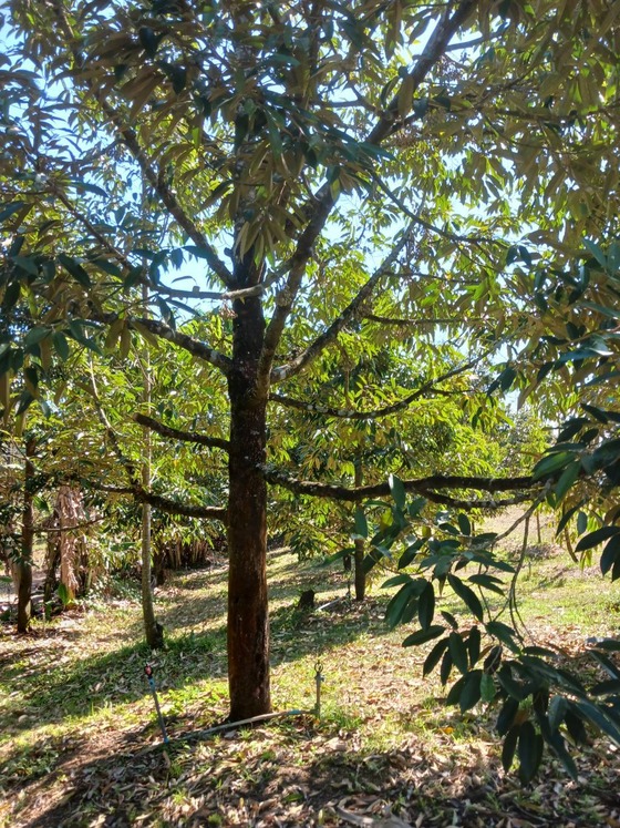 ขายสวนผลไม้จันทบุรี ถูกสุดในย่านนี้ ขายถูกไร่ละ2ล้าน ทุเรียน200กว่าต้น 5ไร่ มีโฉนดพร้อมโอน