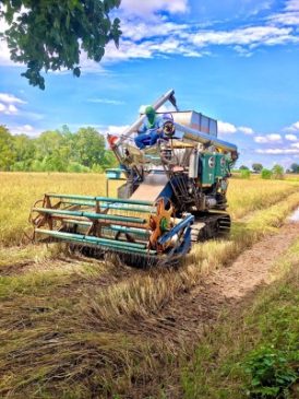 ขายที่นาราคาถูก ตรวละ881บ ตำบลแหลมทอง อำเภอหนองบุญมาก จังหวัดนครราชสีมา เจ้าของขายเอง – ต่อรองได้