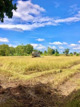 ขายที่นาราคาถูก ตรวละ881บ ตำบลแหลมทอง อำเภอหนองบุญมาก จังหวัดนครราชสีมา เจ้าของขายเอง – ต่อรองได้