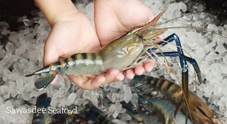 ออนไลน์ อาหารทะเลสำหรับร้านอาหาร กุ้งแม่น้ำสด 