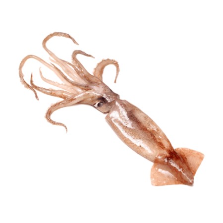 อาหารทะเลสำหรับร้านอาหาร กุ้งแม่น้ำสด อาหารทะเลแช่แข็ง สินค้าแดดเดียว และวัตถุดิบเกรดร้านอาหาร พร้อมบริการจัดส่งทั่วประเทศ