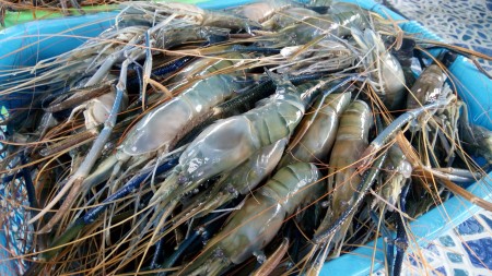 อาหารทะเลสำหรับร้านอาหาร กุ้งแม่น้ำสด อาหารทะเลแช่แข็ง สินค้าแดดเดียว และวัตถุดิบเกรดร้านอาหาร พร้อมบริการจัดส่งทั่วประเทศ