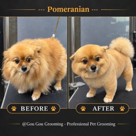 Gou Gou Grooming ร้านตัดขนสุนัข พระราม 2 ช่างดีกรีประกวด ราคาคุ้ม